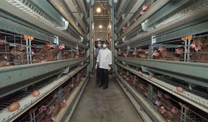 Peternak Lokal Mampu Penuhi Kebutuhan Telur Ayam di Banyuwangi