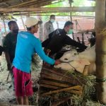 Banyuwangi Mulai Vaksinasi PMK Tahap Kedua, Respon Peternak Luar Biasa IMG-20220727-WA0143