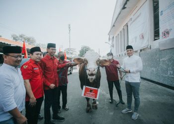 Potong 11 Kurban Sapi saat Idul Adha, PDIP Surabaya: Momen Spiritual dan Gerakkan Gotong Royong