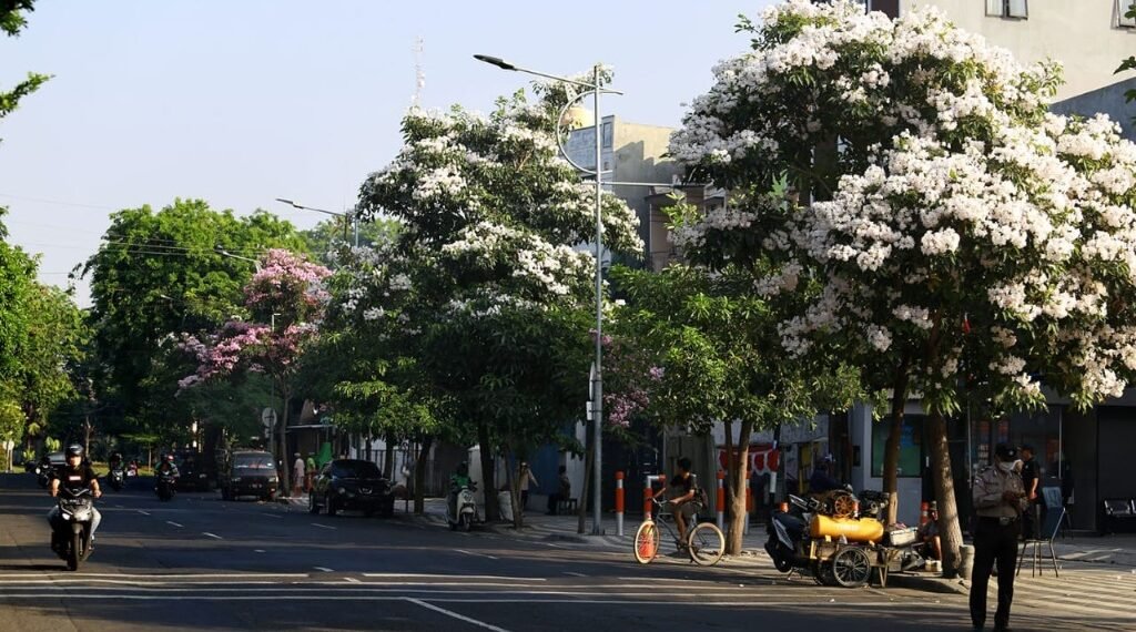 Memasuki bulan September, ribuan pohon Tabebuya kembali bermekaran di sepanjang jalan protokol di Surabaya. (ist)