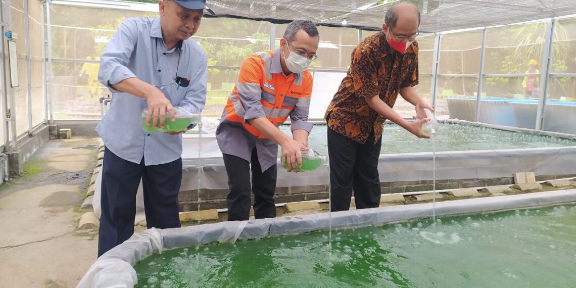 Inovasi SBI Pabrik Cilacap Budidaya Mikroalga di Lingkungan Pabrik 1 SVP Sustainability Office SIG Oepoyo Prakoso (kanan), GM SBI Pabrik Cilacap Istifaul Amin (tengah) & Direktur Center Of Excellence for Microalgae Biorefinery Pusat Studi Energi UGM Prof. Ir. Arief Budiman, D.Eng., IPU menabur benih Mikroalga yang menandai dimulainya program pengembangan Mikroalga untuk dekarbonisasi. (ist)