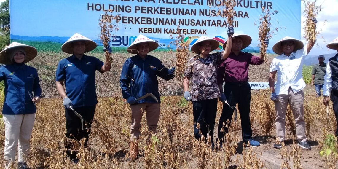 Dirut PTPN X, PTPN XI, PTPN XII saat panen perdana BULE Dan SULE