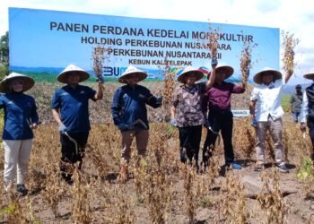 Optimisme PTPN XII Kebun Kalitelepak untuk Capai 2,1 ton/Ha Bule
