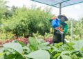 Petani green belt SIG sedang merawat tanaman di green house eco park kembang semi, kawasan reklamasi lahan pasca tambang Pabrik Tuban, Jawa Timur. (ist)