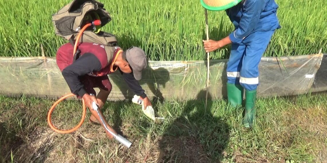 Festival Gropyokan Tikus di Gredek Gresik, Tumbuhkan Kebersamaan dan Lebih Save