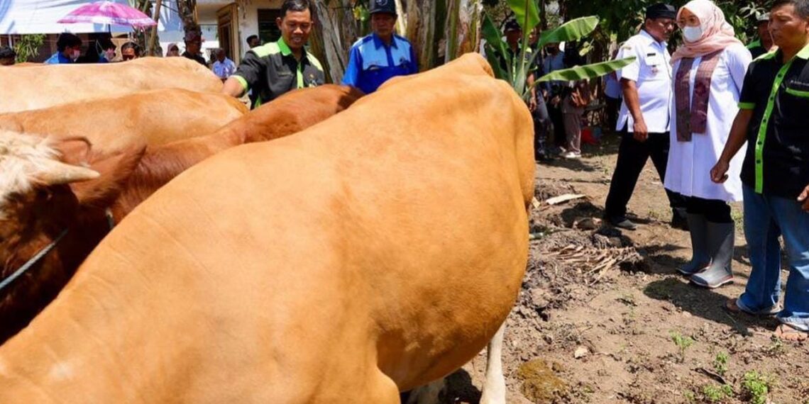 Ipuk Fiestiandani saat mengunjungi peternakan sapi di Banyuwangi