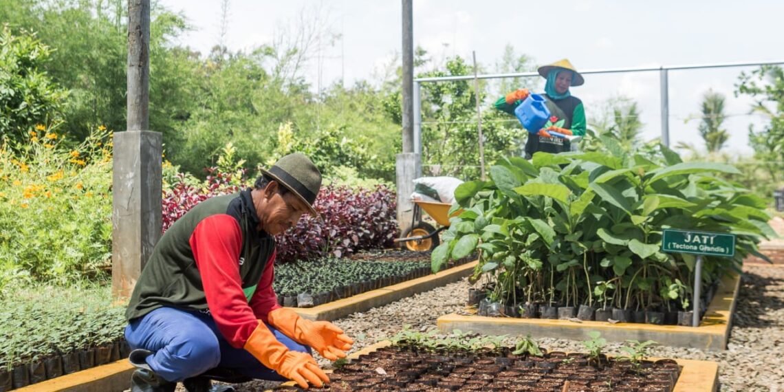 Petani green belt melakukan pembibitan tanaman jati di area green house Eco Park Kambang Semi, untuk reklamasi lahan pascatambang SIG di Pabrik Tuban, Jatim. (ist)