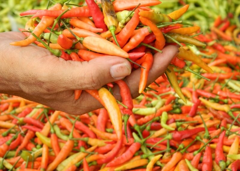 Cabai rawit berkontribusi pada tiga besar penyumbang inflasi tertinggi di Jawa Timur. (ist)