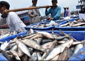 Nelayan Kabupaten Pasuruan dengan hasil tangkapan ikan yang melimpah