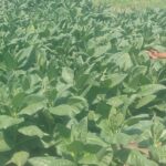 Jadi Pilot Project Tembakau, Ini yang Dilakukan Pemdes Pucung IMG-20240718-WA0098