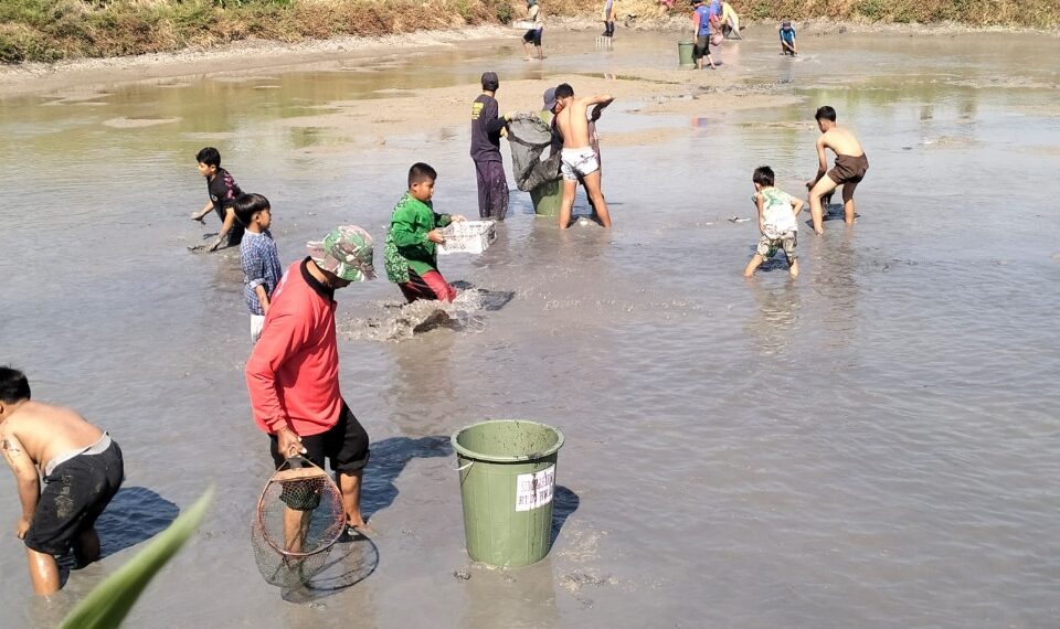 Dukung Ketahanan Pangan, Pemdes Sidoraharjo Bagikan Ikan Hasil Budidaya 1 Panen raya ikan patin