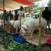 Peternak Antusias Sambut Kontes Kambing dan Pasar Murah yang Digelar Dinas Peternakan