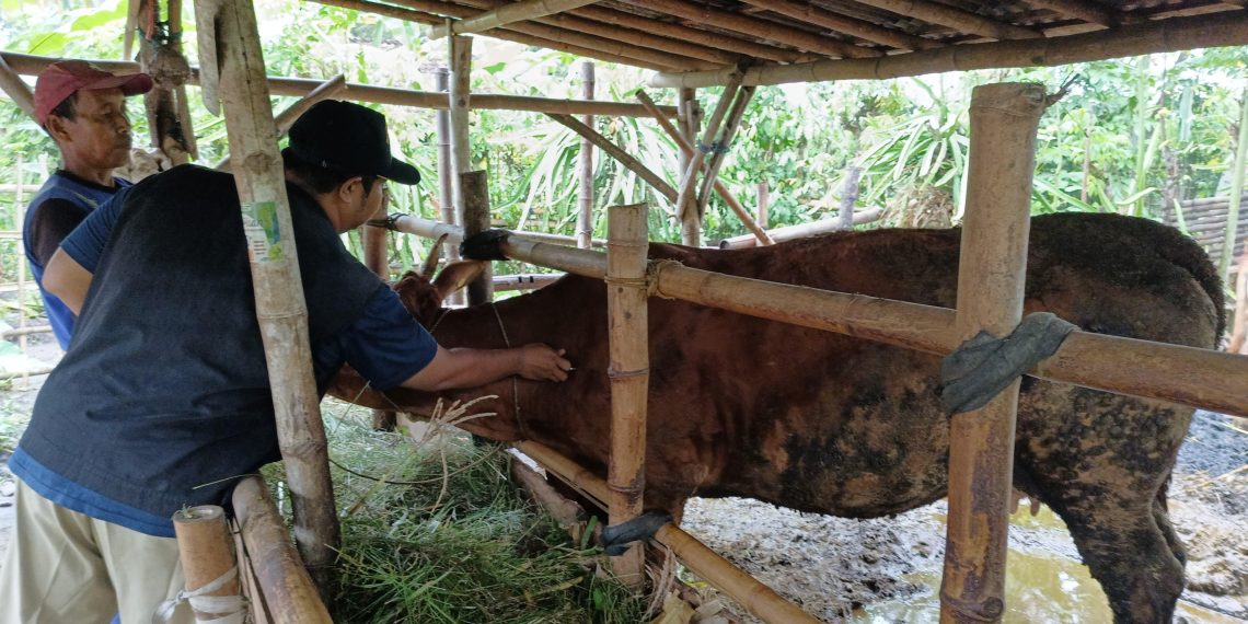 Petugas saat memeriksa salah satu sapi indukan di Banyuwangi