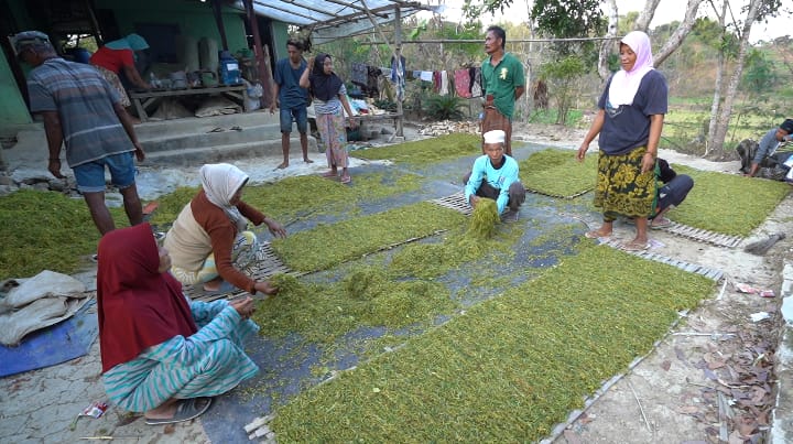 TPS Bantu Air Bersih & Sanitasi di Desa Sumberwaru Pamekasan Madura 1 Hasil panen tembakau melonjak dari 300 kwintal menjadi 500 kwintal, yang diperoleh dari 7 hektar lahan pertanian. (foto: ist)