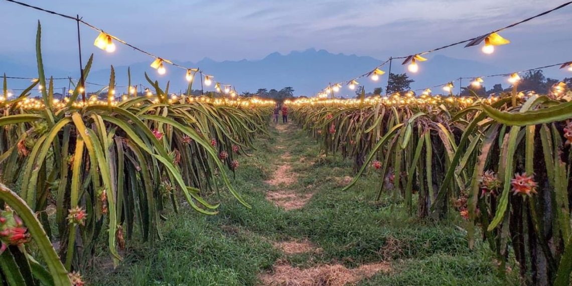 Program electrifying agriculture adalah bagaimana petani bisa mendapat solusi listrik mendukung produktivitas pertanian. (foto: ist)