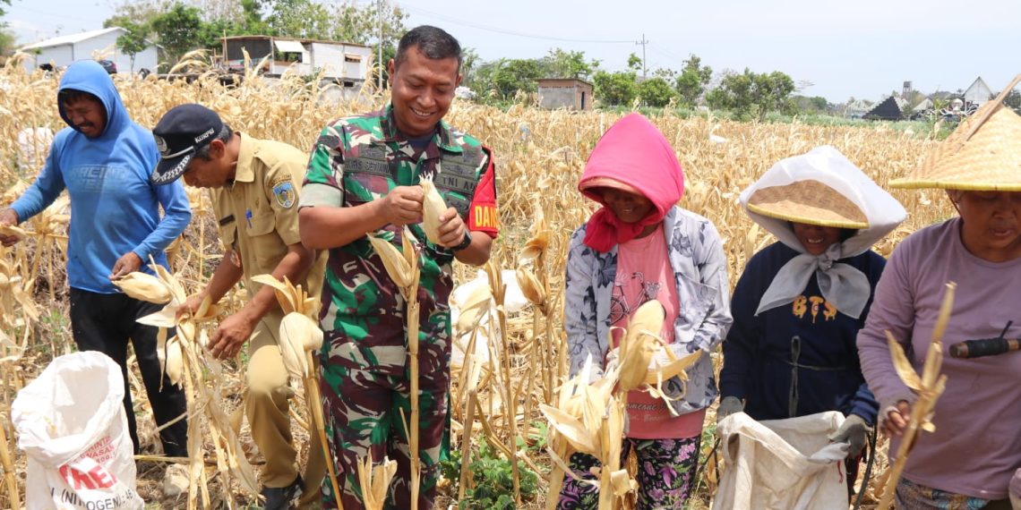 Dandim 0809/Kediri saat memanen jagung bersama warga desa Pagung kecamatan Semen, pada (17/10/2024).