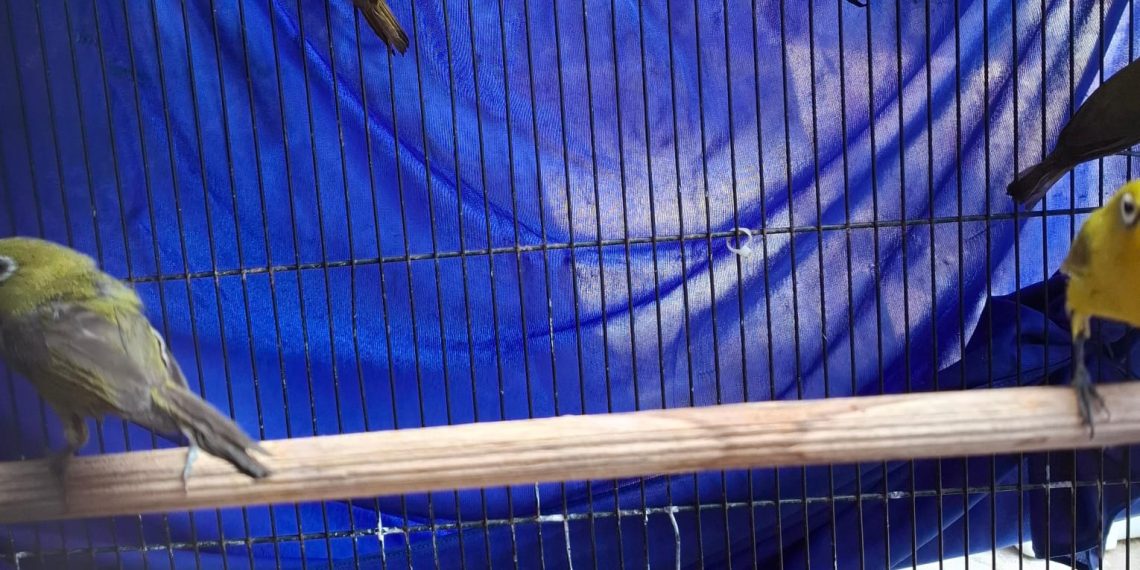 Sejumlah satwa liar burung yang gagal diselundupkan. (foto2: ist)