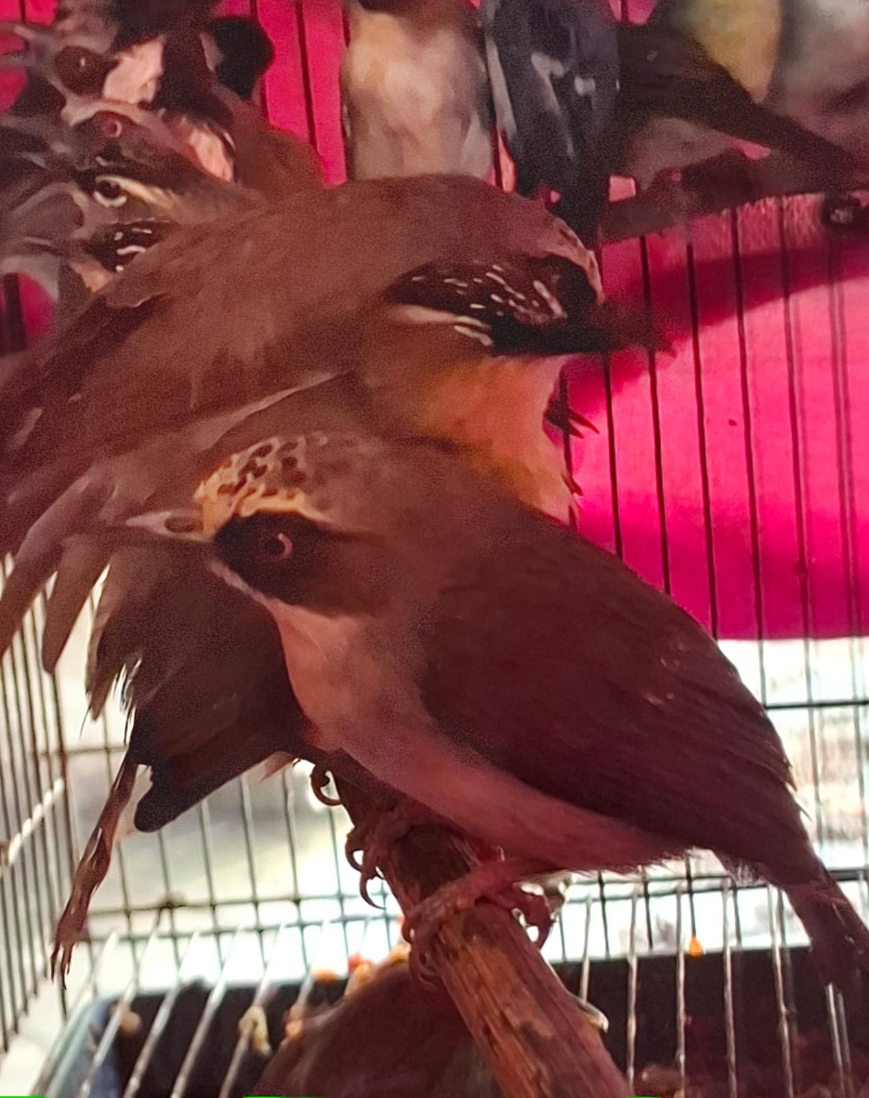 Karantina Jatim & Satpel Tanjung Perak Gagalkan Penyelundupan 296 Burung Satwa Liar 1