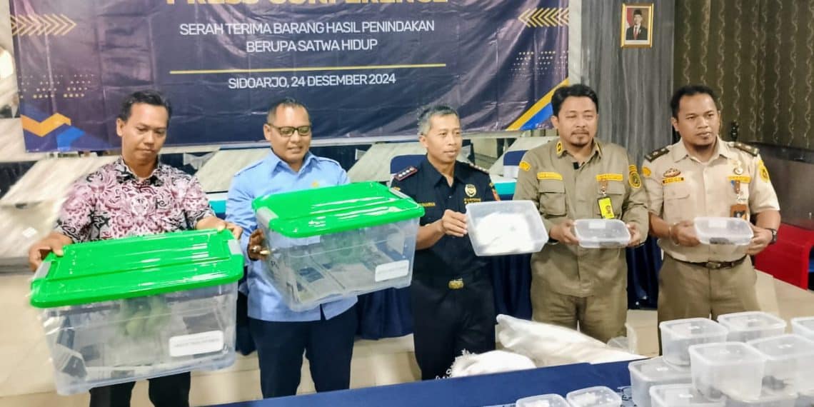 Bea Cukai Juanda Gagalkan Ekspor Satwa Hidup ke Hongkong 1 Kepala Kantor Bea Cukai Juanda, Sumarna (tengah), menunjukkan satwa hidup yang ditegah, Selasa (24/12/2024). (foto: hari/bidik.news)