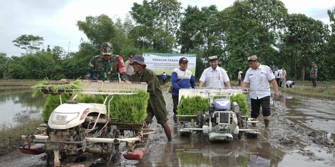 Plt Kepala Disperta Banyuwangi Ilham Juanda bersama Dandim 0825 Letkol Arh. Joko Sukoyo saat menanam padi di Desa Watukebo, Kecamatan Blimbingsari.