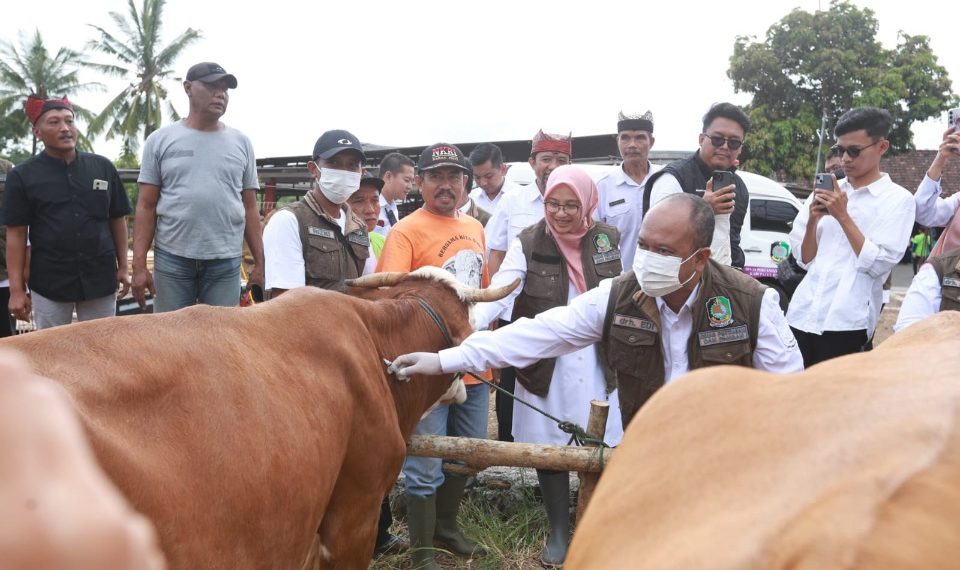 Cegah Penyebaran PMK, Puluhan Ribu Sapi Ternak di Banyuwangi Divaksin 1 Bupati Ipuk Fiestiandani saat meninjau pelaksanaan vaksinasi PMK di salah satu peternakan milik warga