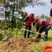 PDIP Jatim Tanam 2.500 Bibit Kopi dan Buah-Buahan di Donomulyo