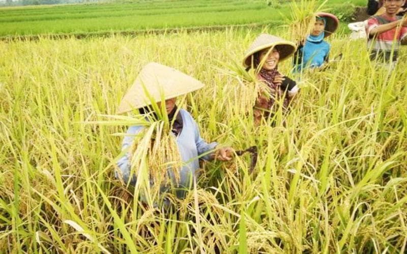 Panen Raya Desa Wonorejo Gresik Melimpah, Petani Bahagia 1 Petani desa Wonorejo saat panen raya