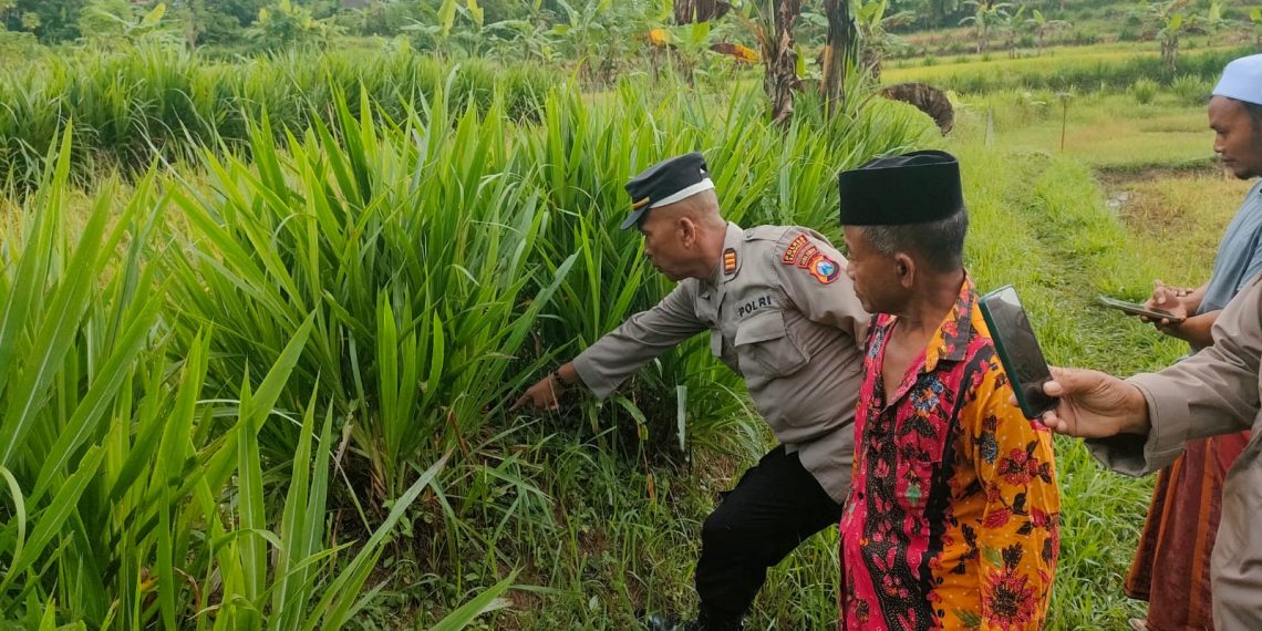 Polsek Banyuates Selidiki Penemuan Bayi di Desa Tolang