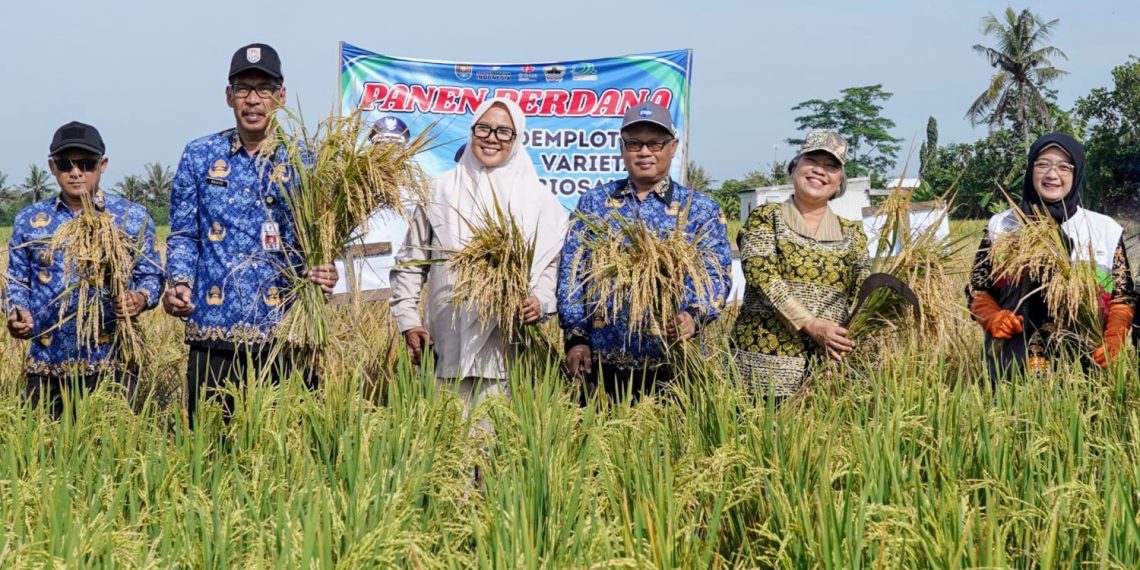 SIG & Pemkab Cilacap Sukses Uji Coba Padi Biosalin 1 GA & Comrel Manager SBI Pabrik Cilacap Dewi Hestyani (kanan) bersama Kepala Bappeda Kab. Cilacap Sujito (2 kiri) usai panen perdana padi varietas biosalin 2 di Desa Ujungmanik, Kec. Kawunganten, Kab. Cilacap. (foto: ist)