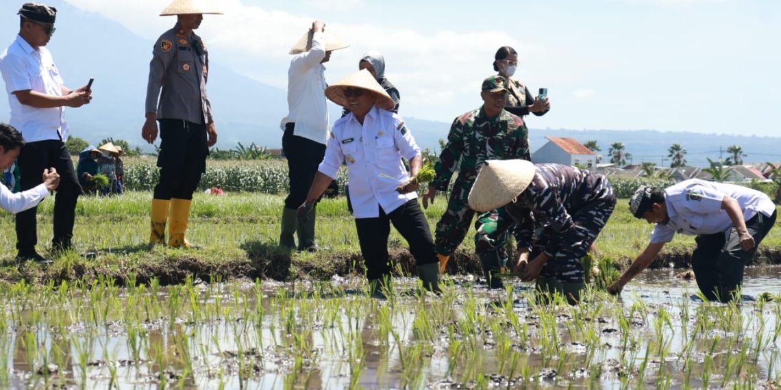 Jadi Daerah Lumbung Padi Nasional, Banyuwangi Turut dalam Gerakan Tanam Padi Serentak 1 Wabup Mujiono bersama Forkopimda Banyuwangi saat melaksanakan gerakan menanam padi serentak di area persawahan Kelurahan Sobo, Kecamatan Banyuwangi