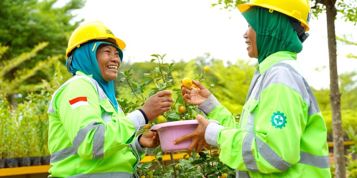 Petani green belt memanen jeruk nagami di kawasan Griyo Winih Ecopark Kambang Semi lahan pascatambang tanah liat SIG Pabrik Tuban. (foto: ist)