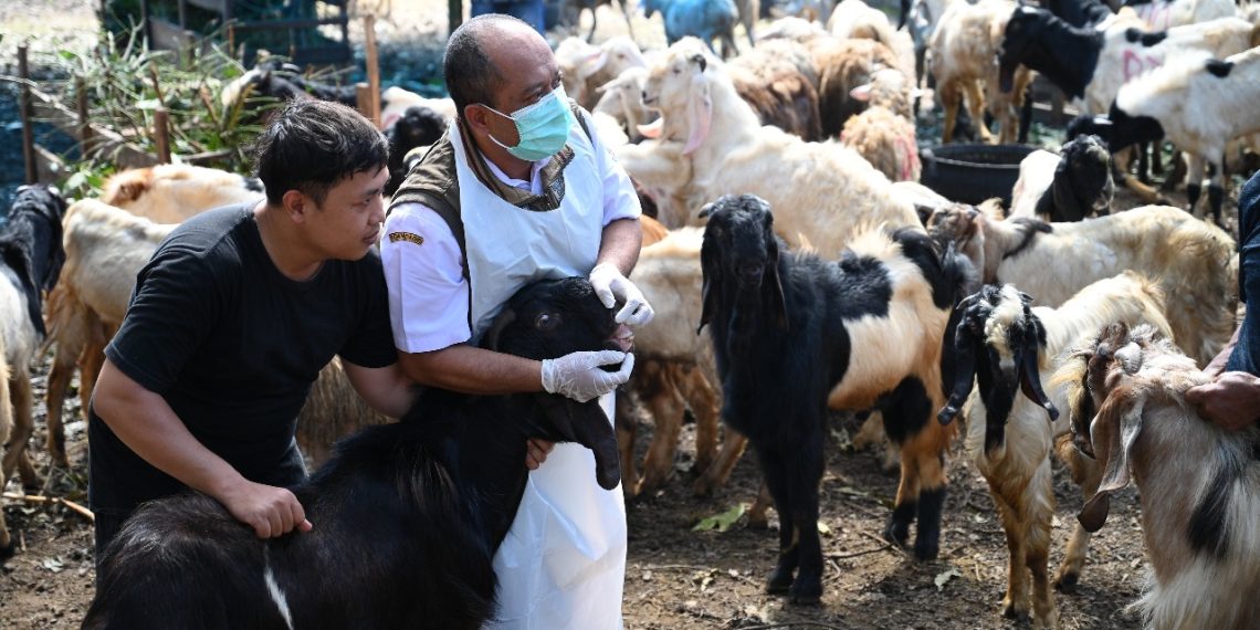 Petugas saat memberiksa hewan qurban di salah satu lapak pedagang di Banyuwangi