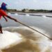 Produksi Garam di Kabupaten Pasuruan Mulai Dilaksanakan