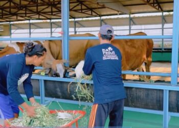 Peternak binaan PLN NP UP