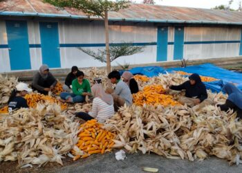 PLN NP Sulap Limbah Jagung jadi Co-firing PLTU, Tingkatkan Ekonomi Petani
