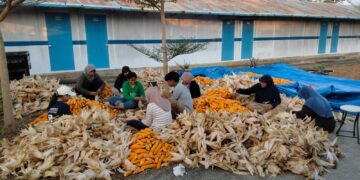 PLN NP Sulap Limbah Jagung jadi Co-firing PLTU, Tingkatkan Ekonomi Petani