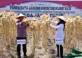 Jaga Surplus Pangan, Kapolda Jatim dan Bupati Ipuk Panen Jagung Serentak di Banyuwangi 3 Jaga Surplus Pangan, Kapolda Jatim dan Bupati Ipuk Panen Jagung Serentak di Banyuwangi
