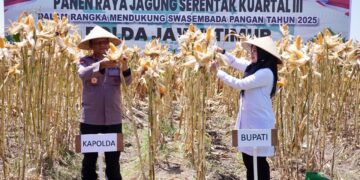 Jaga Surplus Pangan, Kapolda Jatim dan Bupati Ipuk Panen Jagung Serentak di Banyuwangi 2 Jaga Surplus Pangan, Kapolda Jatim dan Bupati Ipuk Panen Jagung Serentak di Banyuwangi