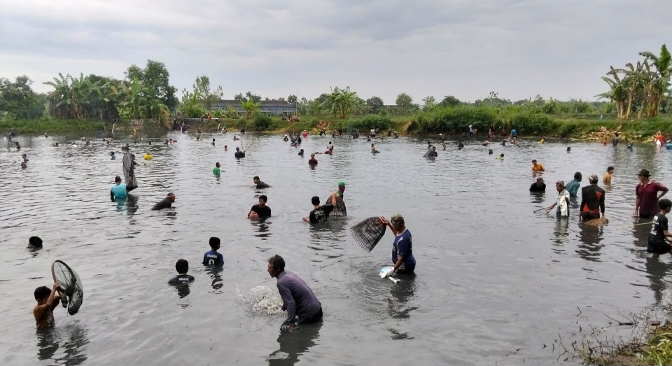 Berhadian Uang Jutaan Rupiah, Tradisi Ngubek Srumbung Desa Bulangan Diserbu Ratusan Warga