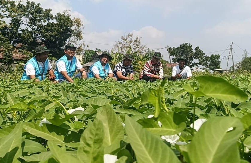 Potret Desa Kalipadang Gresik, Sentra Sayur dan Tembakau yang Terus Bertahan di Tengah Musim