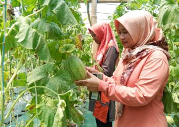 Budidaya Melon Green House, Jadi Andalan Baru Sukodono Majukan Ekonomi Desa