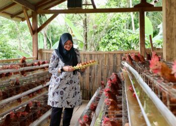 Pemdes Pakel Kelola Ayam Petelur, Hasilnya Dibagikan Ke Warga Kurang Mampu