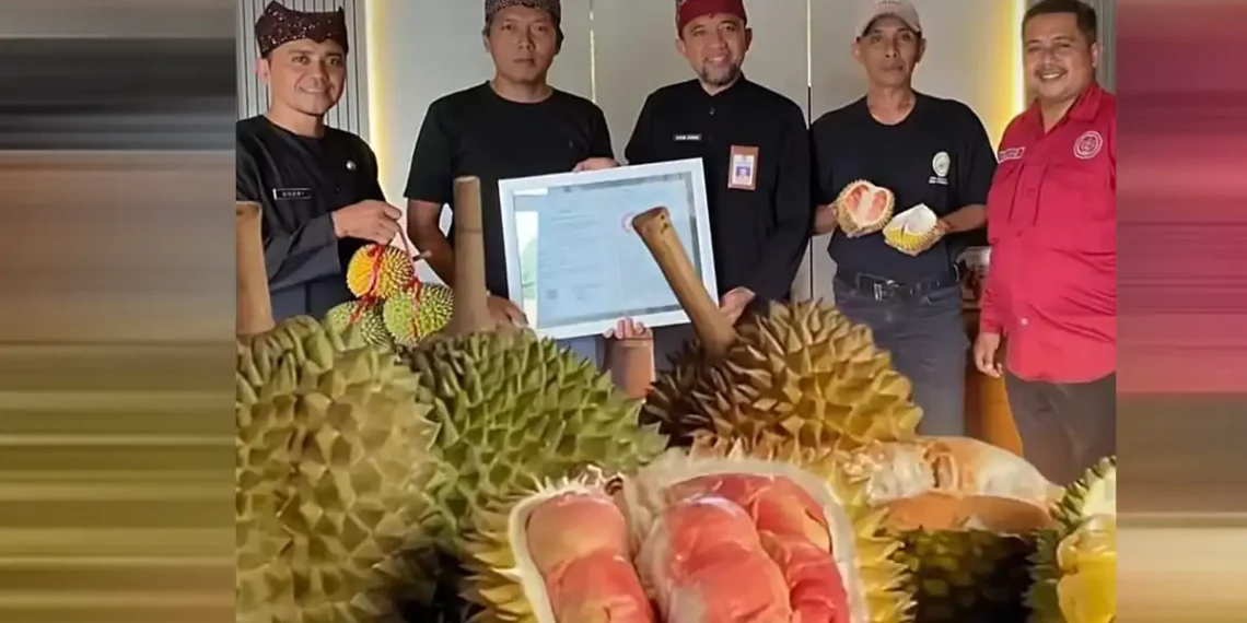 Pertama di Indonesia, Durian Merah Banyuwangi Ditetapkan Sebagai Produk Indikasi Geografis 1 : Ilham Juanda (tengah) menunjukkan sertifikat IG produk Durian Merah Banyuwangi