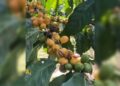 Kopi Langka Yellow Caturra dan Yellow Bourbon Tumbuh Subur di Lereng Gunung Raung Banyuwangi 6 Kopi Langka Yellow Caturra dan Yellow Bourbon Tumbuh Subur di Lereng Gunung Raung Banyuwangi