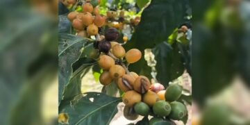 Kopi Langka Yellow Caturra dan Yellow Bourbon Tumbuh Subur di Lereng Gunung Raung Banyuwangi 2 Kopi Langka Yellow Caturra dan Yellow Bourbon Tumbuh Subur di Lereng Gunung Raung Banyuwangi