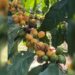 Kopi Langka Yellow Caturra dan Yellow Bourbon Tumbuh Subur di Lereng Gunung Raung Banyuwangi 5 Kopi Langka Yellow Caturra dan Yellow Bourbon Tumbuh Subur di Lereng Gunung Raung Banyuwangi