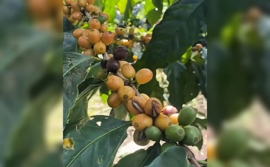 Kopi Langka Yellow Caturra dan Yellow Bourbon Tumbuh Subur di Lereng Gunung Raung Banyuwangi 1 Kopi Arabika Yellow Caturra Banyuwangi