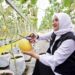 Banyuwangi Gali Potensi Pertanian Melon Hidroponik