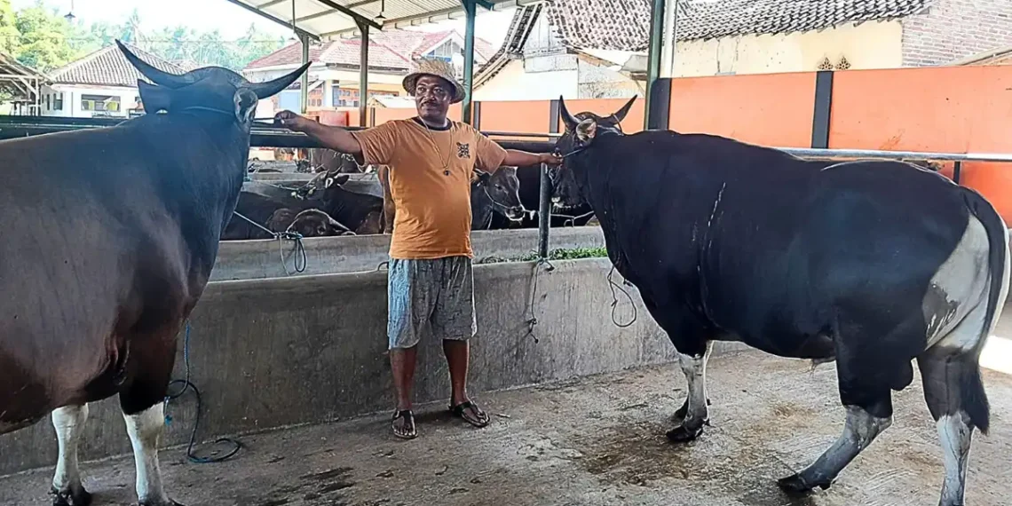 Agus Supriyadi (UD Amalia) bersama sapi-sapinya