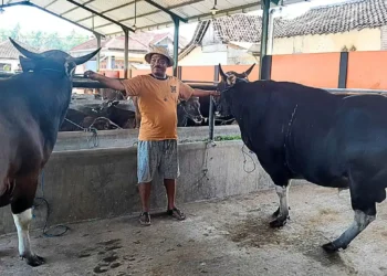 Tawarkan Sapi Berkualitas Harga Bersaing, ‘UD Amelia’ Siap Penuhi Kebutuhan Ibadah Kurban